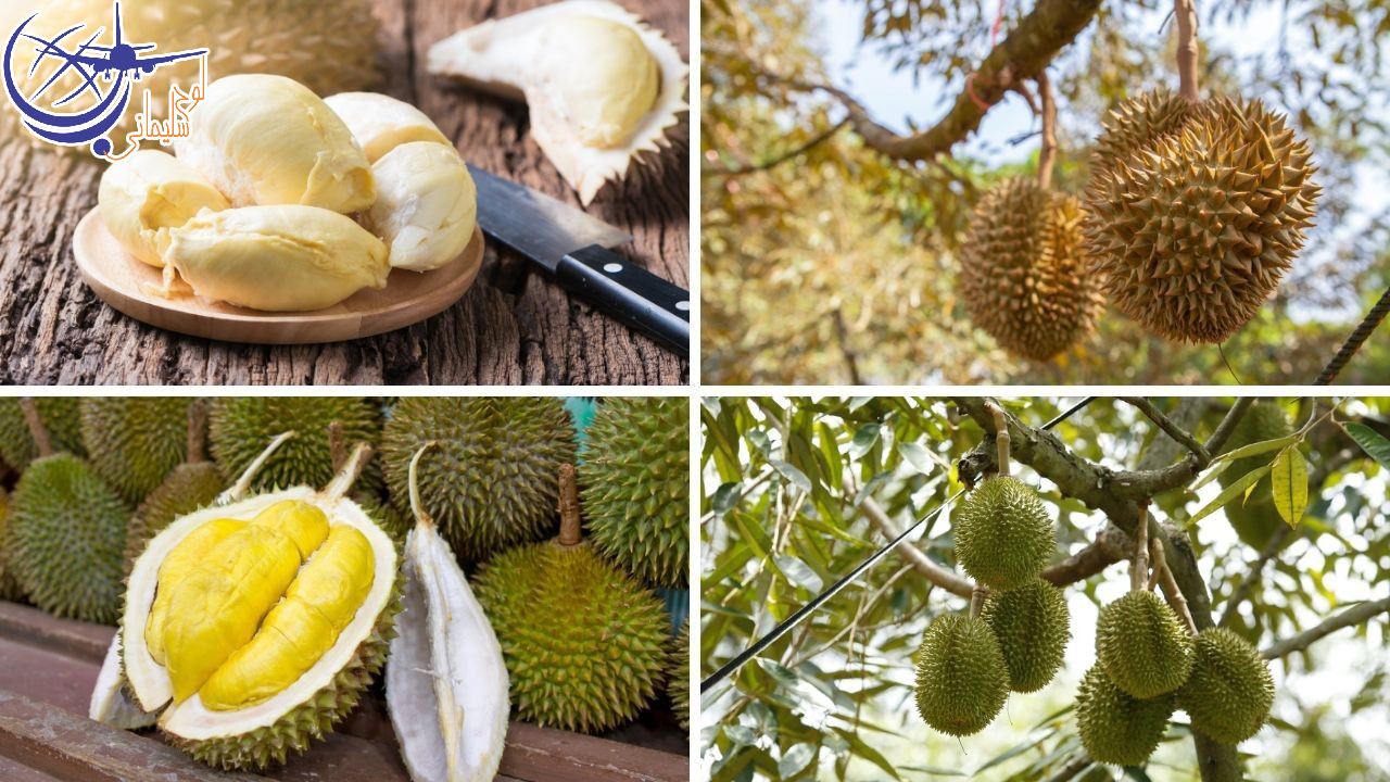 میوه های دوریان/Durian، میوه دوگانه و عجیب تایلند